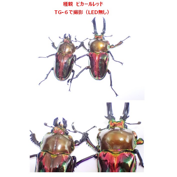 Yama Tomo】 RTN様 本家累代レッドピカール 初2令4頭（ニジイロクワガタ、ニジイロ、ピカール）