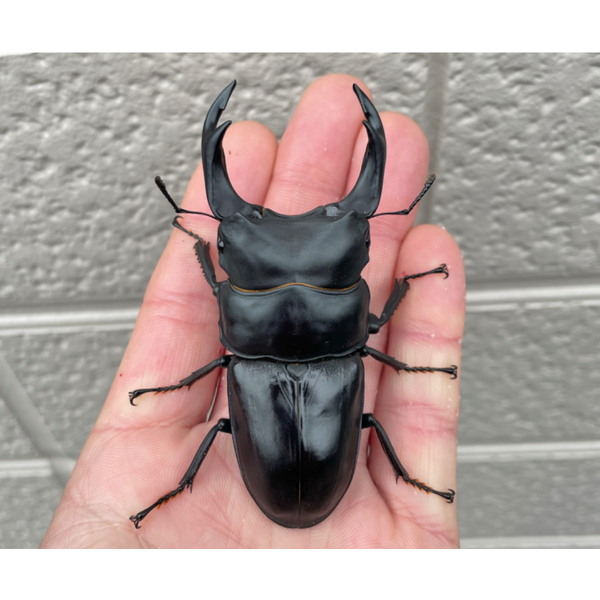 （クワ道楽） 能勢ＹＧ血統　早期羽化 ♀５４．０ｍｍ（８８．２ｍｍ直仔） 新成虫☆能勢YG血統☆国産オオクワガタ♂78ミリ♀48ミリペア販売