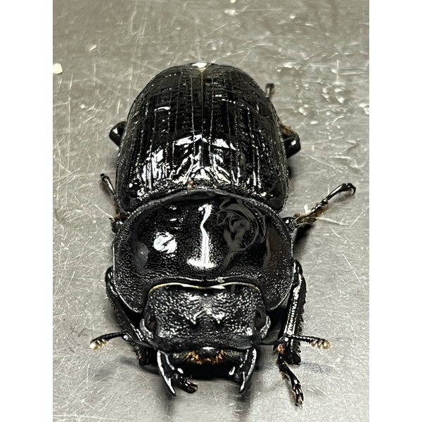 能勢SRオオクワガタ ♂82.0mmペア！ （能勢YG血統