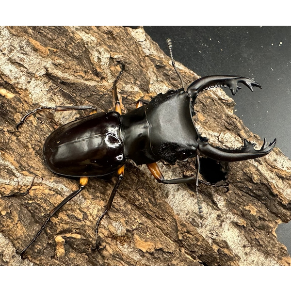 WD】《インペリアリスツヤ亜種komorii 68mm ペア》