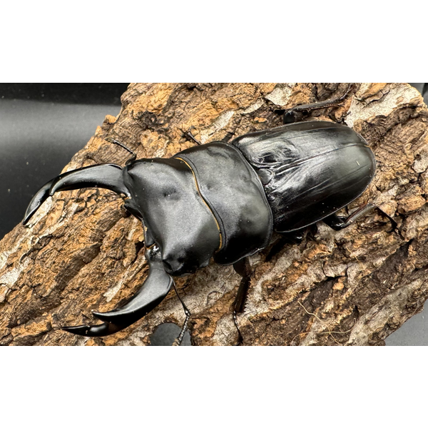 能勢SRオオクワガタ オオクワガタ 能勢SR血統 81.5mm ペア》 | KPW BASE店