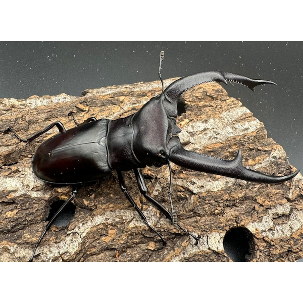 WD】《マンディブラリスフタマタ 100.5mm ペア》 