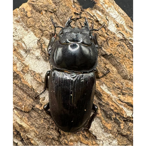 オオクワガタ 能勢SR血統 79.7mm ♂A'品ペア》冴えない茸の育てかた氏