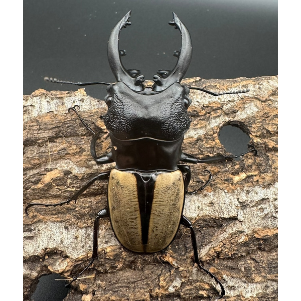 ルデキンツヤクワガタ 標本 標本用）ルデキンツヤクワガタ80ミリ