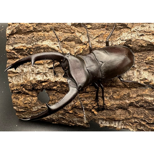 WD】《マンディブラリスフタマタ 100.5mm ペア》 