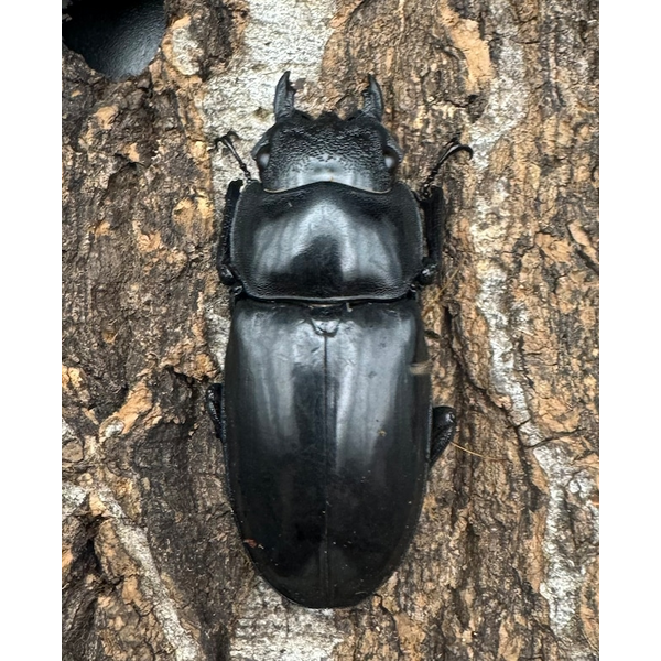 WD】《マンディブラリスフタマタ 100.5mm ペア》 