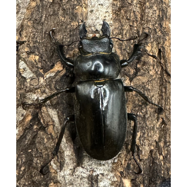 WD】《ノビリスミヤマ 60mm ペア》 