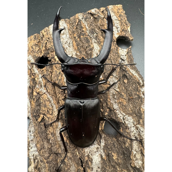 WD】《マンディブラリスフタマタ 100.5mm ペア》 