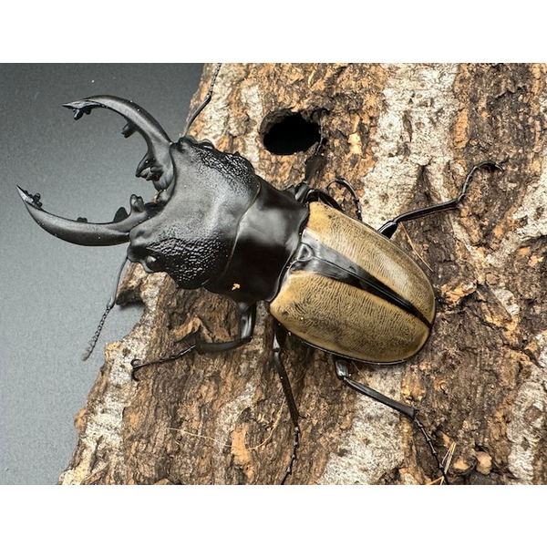 ルデキンツヤクワガタ 標本 昆虫標本模型 ルデキンツヤクワガタ - メルカリ