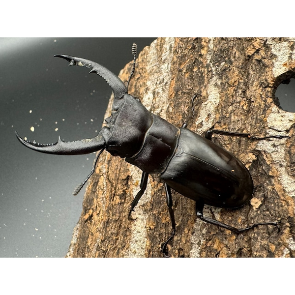 WD】《マンディブラリスフタマタ 70mm ペア》