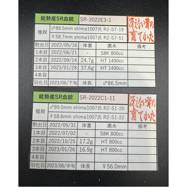 オオクワガタ 能勢SR血統 86.5mm（同腹90.4mm） ペア》冴えない茸の育てかた氏ブリード個体