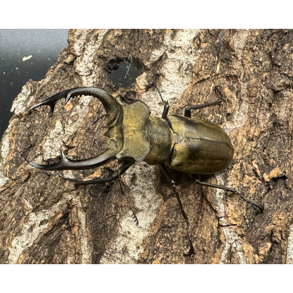 WD】《ノビリスミヤマ 60mm ペア》 