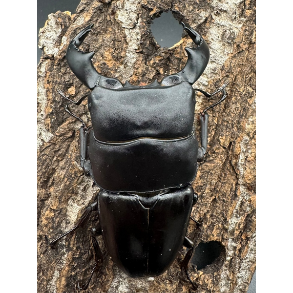 ダイオウヒラタ（東ジャワ）『WF1 同定済み』♂83mm　新成虫 WD《ダイオウヒラタ 東ジャワ産 82.5mm ペア》 | KPW公式オンライン