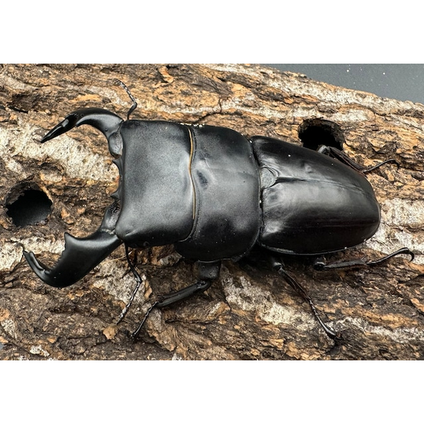 ダイオウヒラタ（東ジャワ）『WF1 同定済み』♂83mm　新成虫 WD《ダイオウヒラタ 東ジャワ産 82.5mm ペア》 | KPW公式オンライン